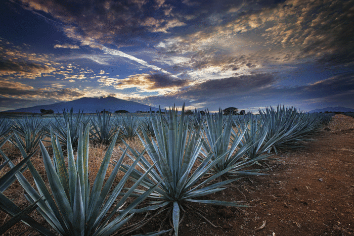 Football Pride: Guadalajara, Tequila & Puerto Vallarta