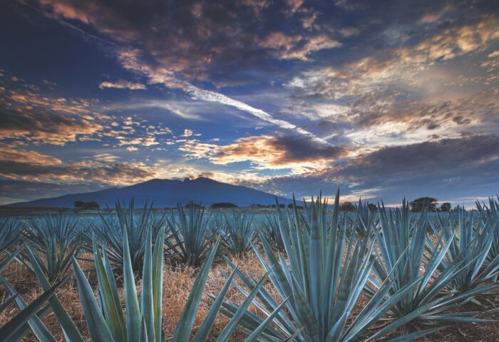 Football, Culture & Agave Across the Three Host States