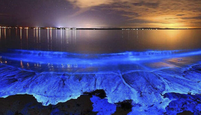 Shorelines & Bioluminescence: A Symphony of Light