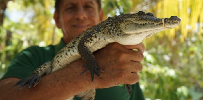 Among Mangroves and Beaches in the House of the Crocodile