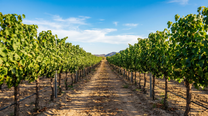 Wine Tour