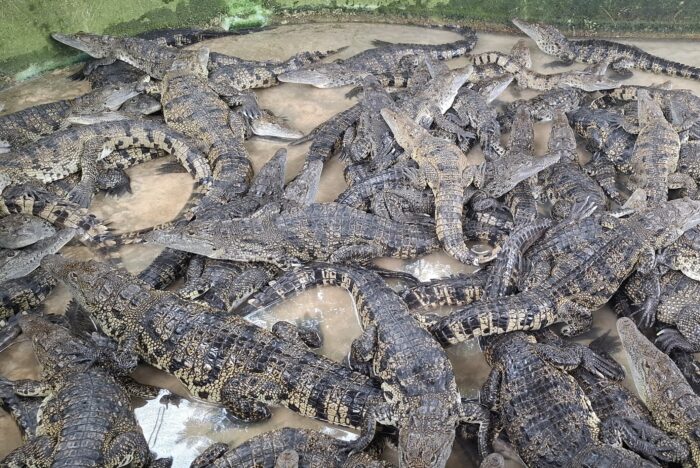 Day Experience at the Crocodile House