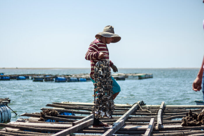Between Channels: A Journey of Water and Oysters