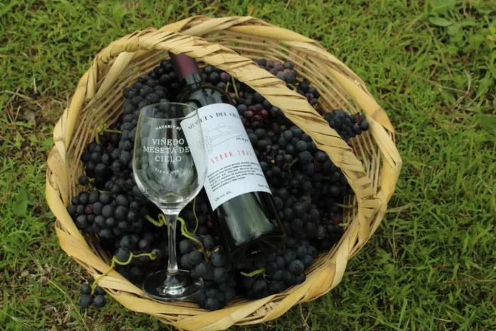 Meseta del Cielo: Nayarit’s Pioneer Highland Vineyard