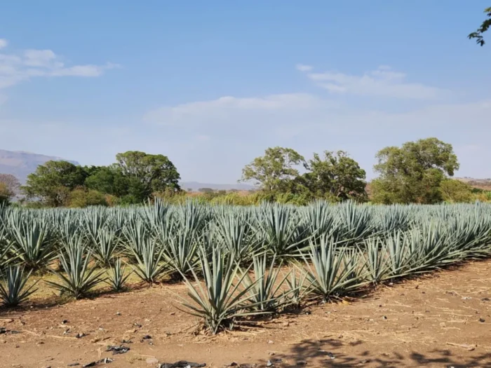 Tequila Route in Ixtlán: Agave and Cacao