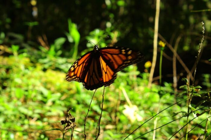 Ruta Mariposa Monarca: experiencia 3