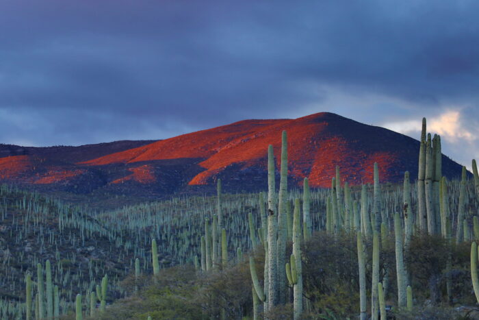 Explora el origen de la vida en Tehuacán y Zapotitlán