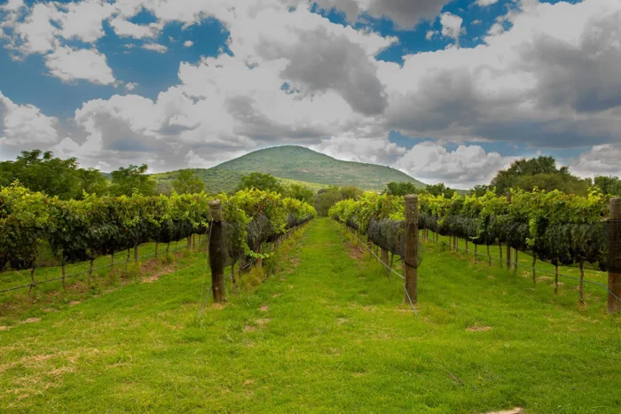 Puerta del Lobo Vineyard, bienestar entre viñedos