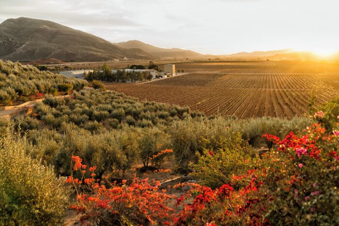 Ruta del vino, un día en el corazón de la vid